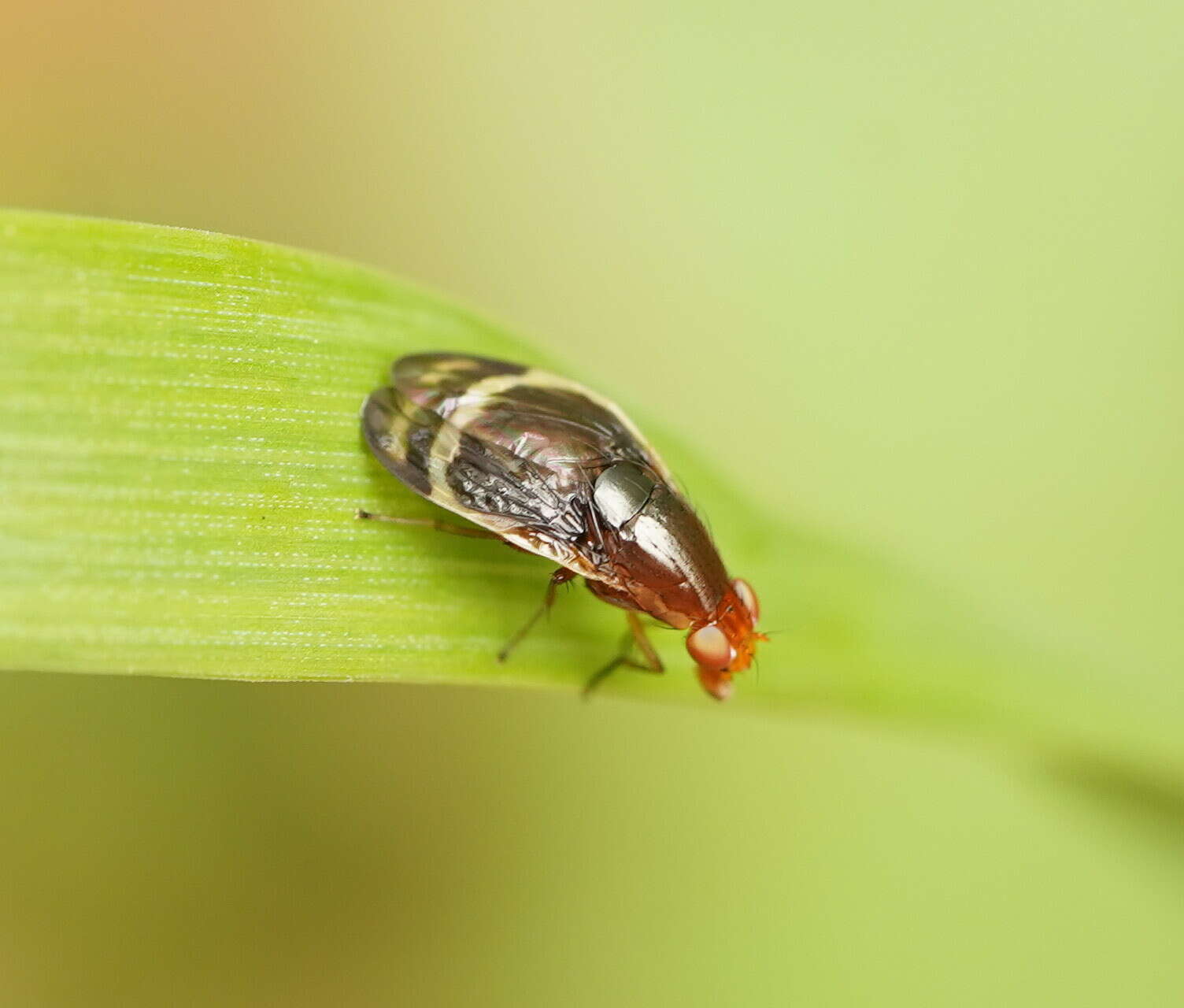 Слика од Depressa striatipennis Malloch 1927