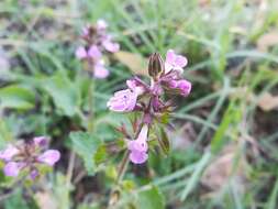 Image of PInk Mint