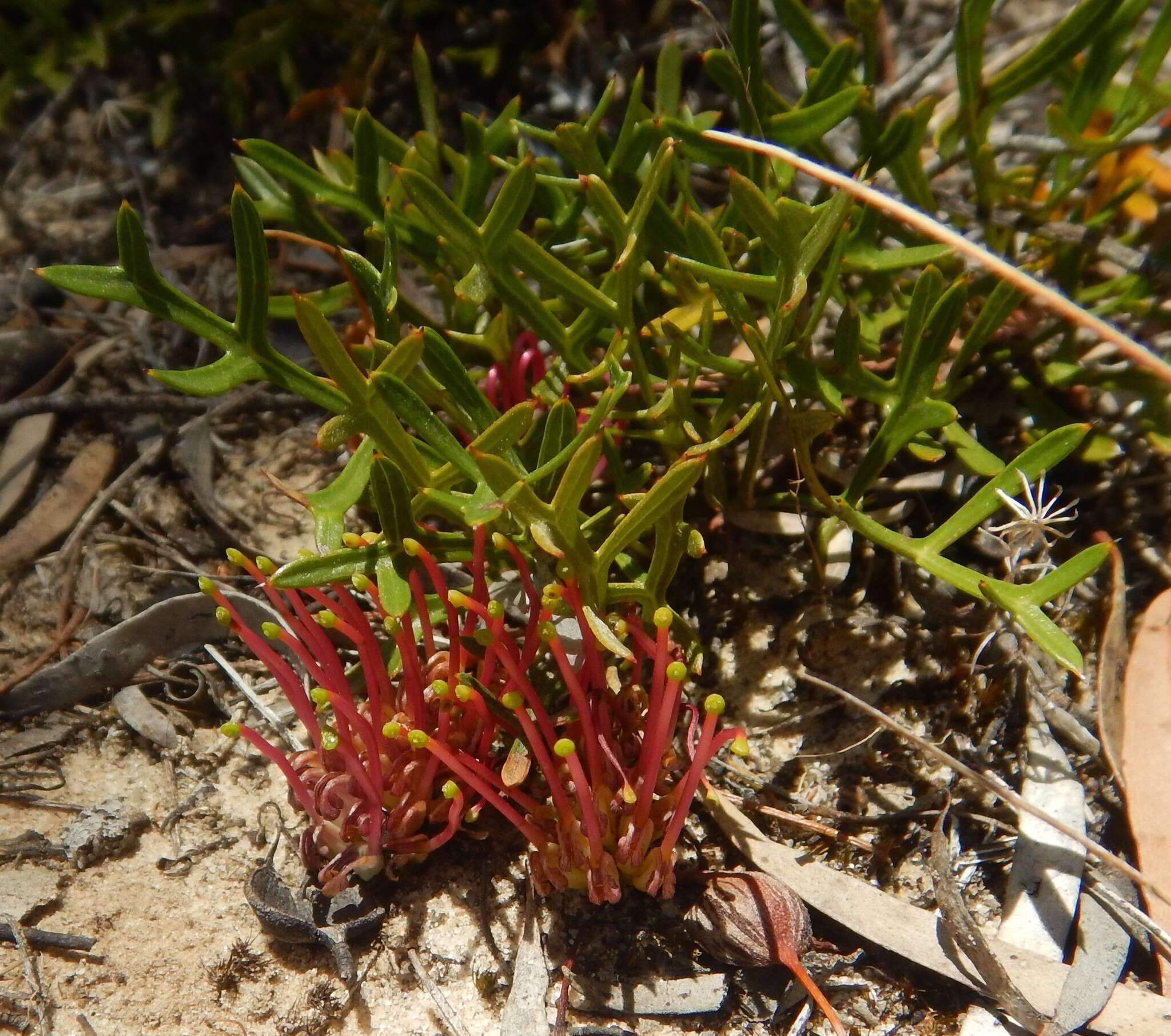 Image of Grevillea ilicifolia (R. Br.) R. Br.