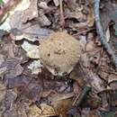 Image of Lycoperdon mauryanum Pat. ex Demoulin 1972