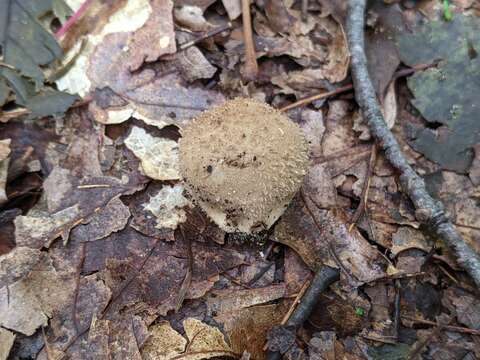 Image of Lycoperdon mauryanum Pat. ex Demoulin 1972