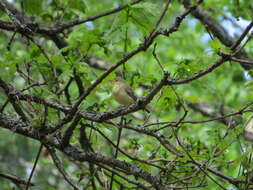 Image of Icterine Warbler