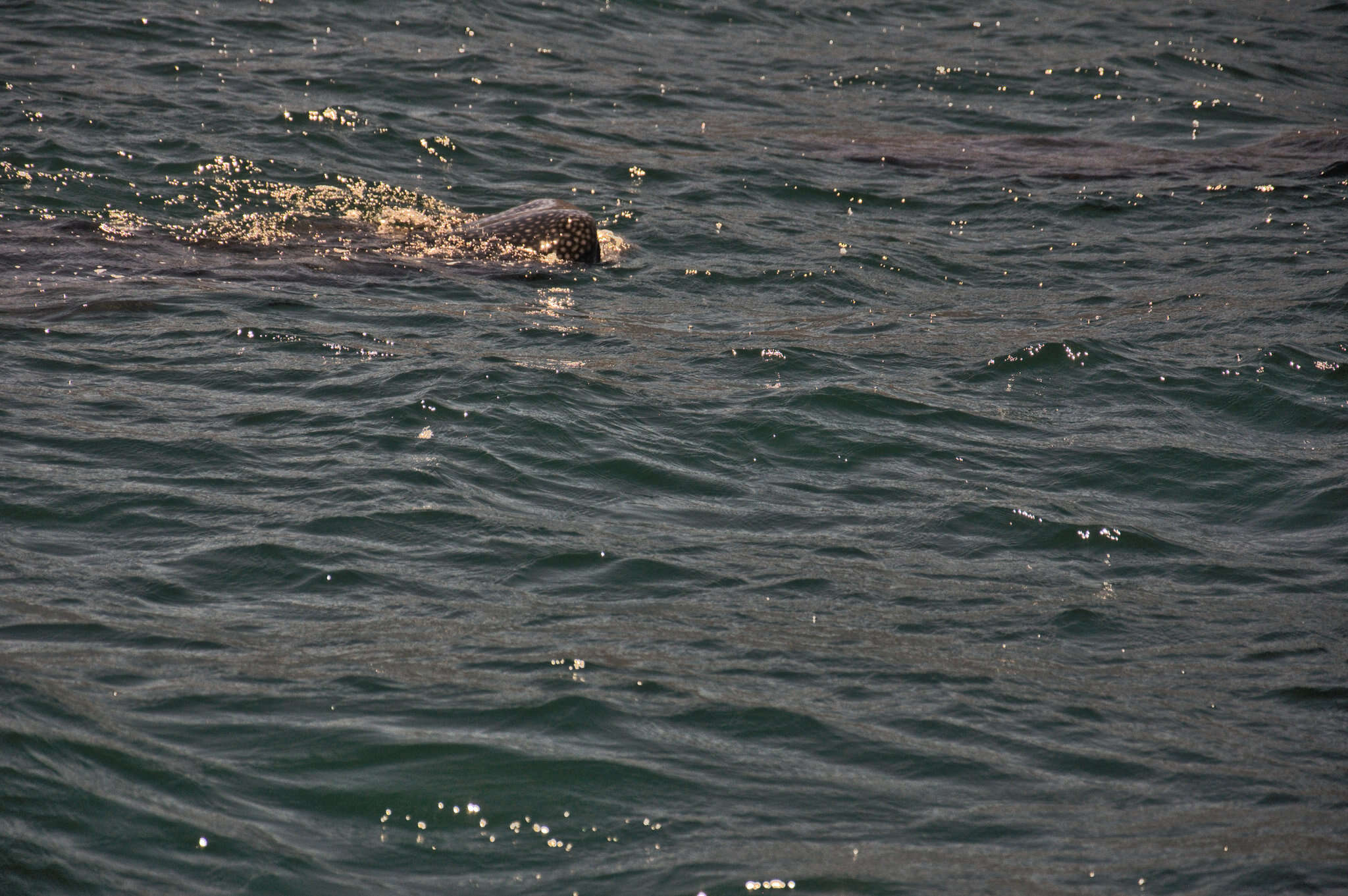 Image of whale sharks