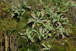 Imagem de Sonchus kirkii B. G. Hamlin