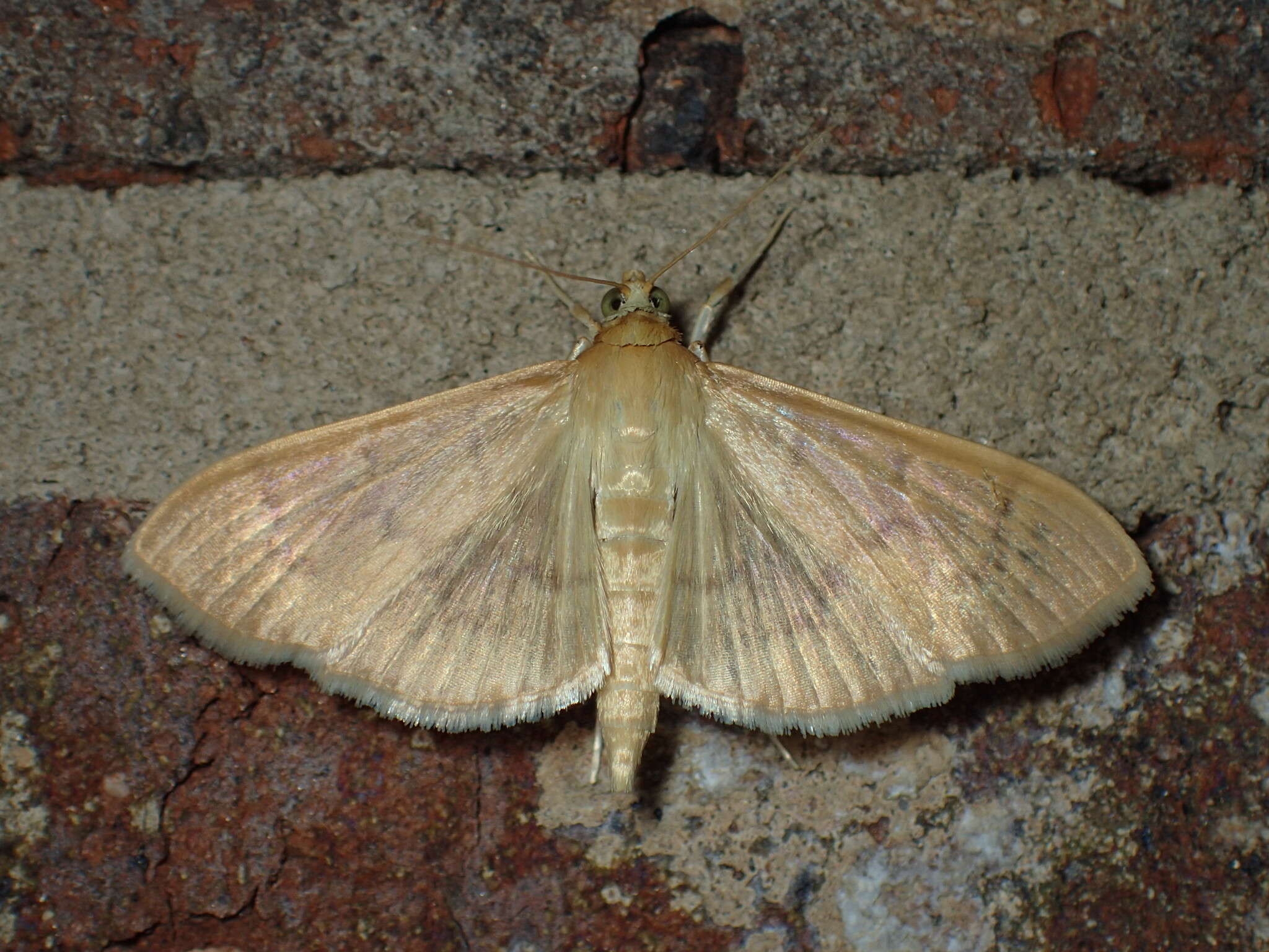 Image of <i>Patania silicalis</i>