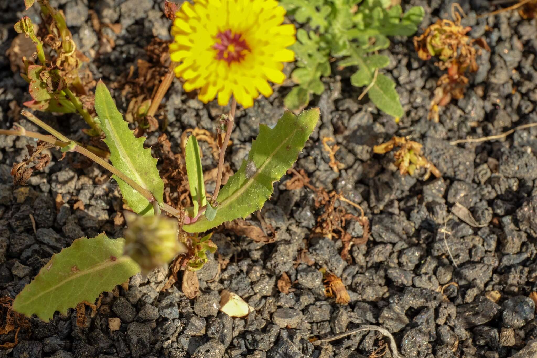 Image of False sowthistle