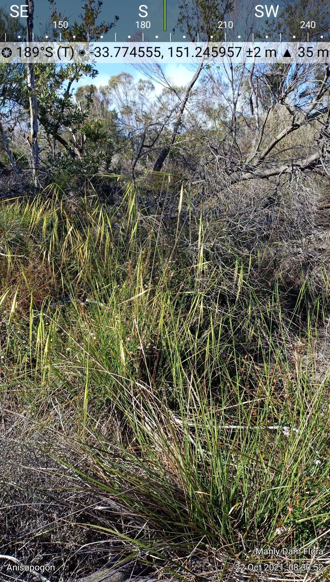 Plancia ëd Anisopogon