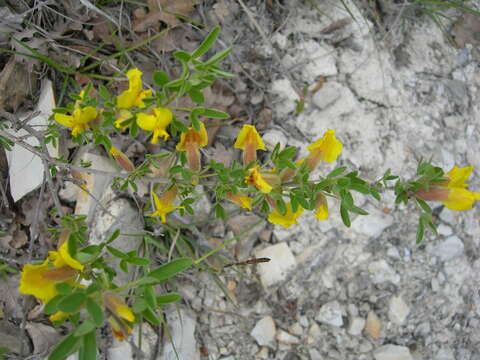 Image of Cytisus triflorus Lam.