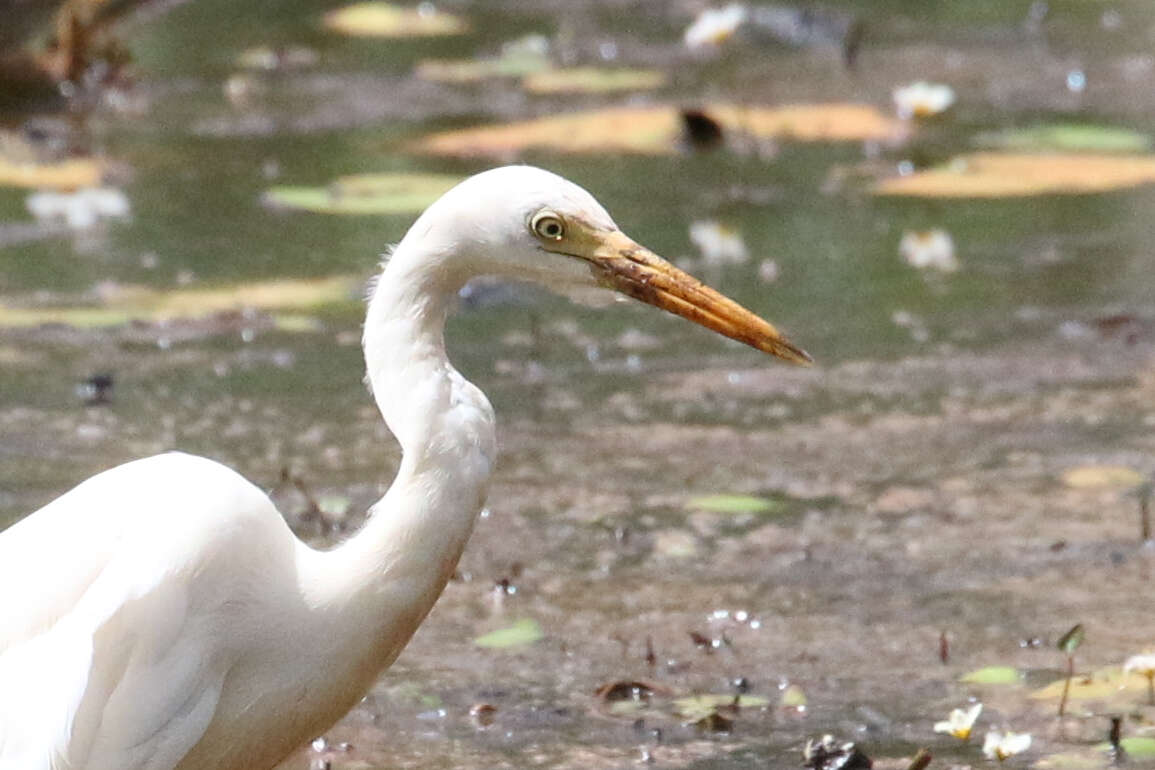 Imagem de Ardea intermedia plumifera (Gould 1848)