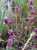 Image of <i>Castilleja <i>densiflora</i></i> subsp. densiflora