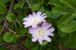 Image of Pereskia sacharosa Griseb.