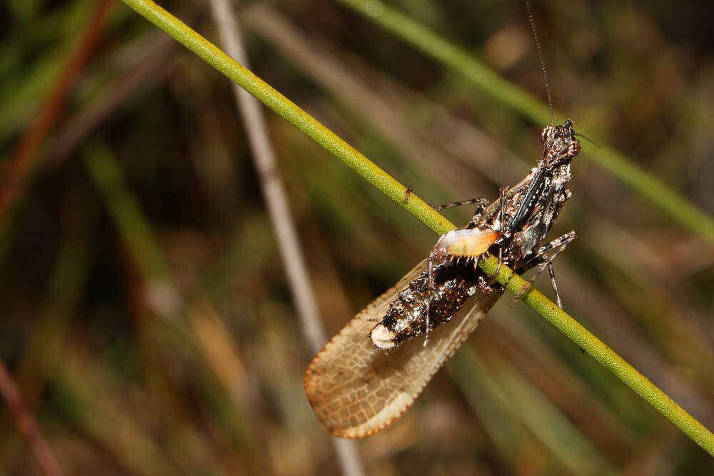 Oxypilus (Anoxypilus) capensis (Saussure 1871)的圖片