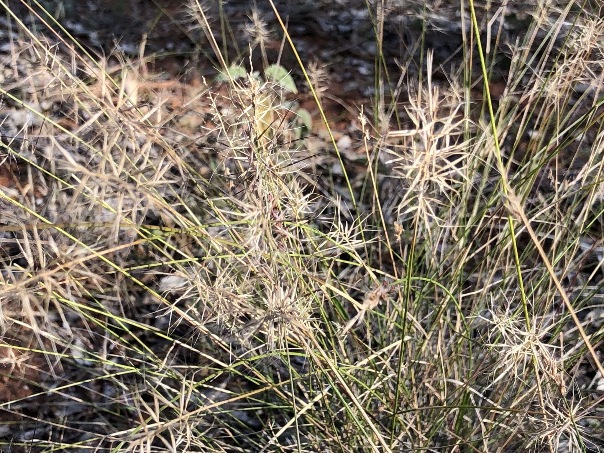 Imagem de Aristida caput-medusae Domin