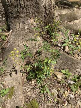 Image of Meadow Alexanders