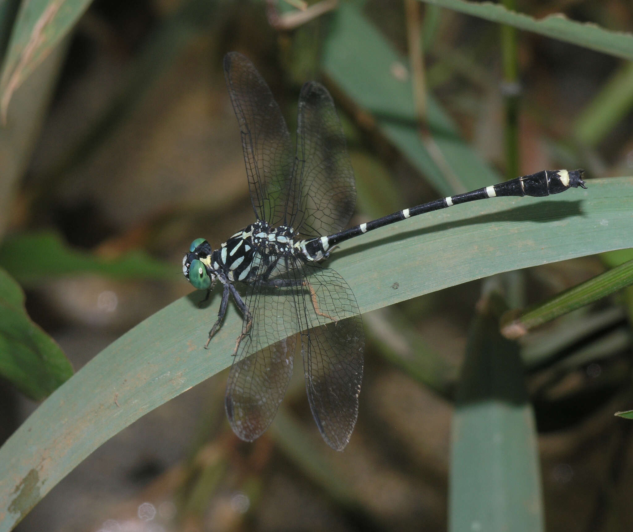 Image of Burmagomphus asahinai Kosterin, Makbun & Dawwrueng 2012