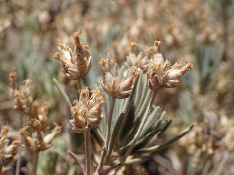 Image of Plantago webbii Barn.