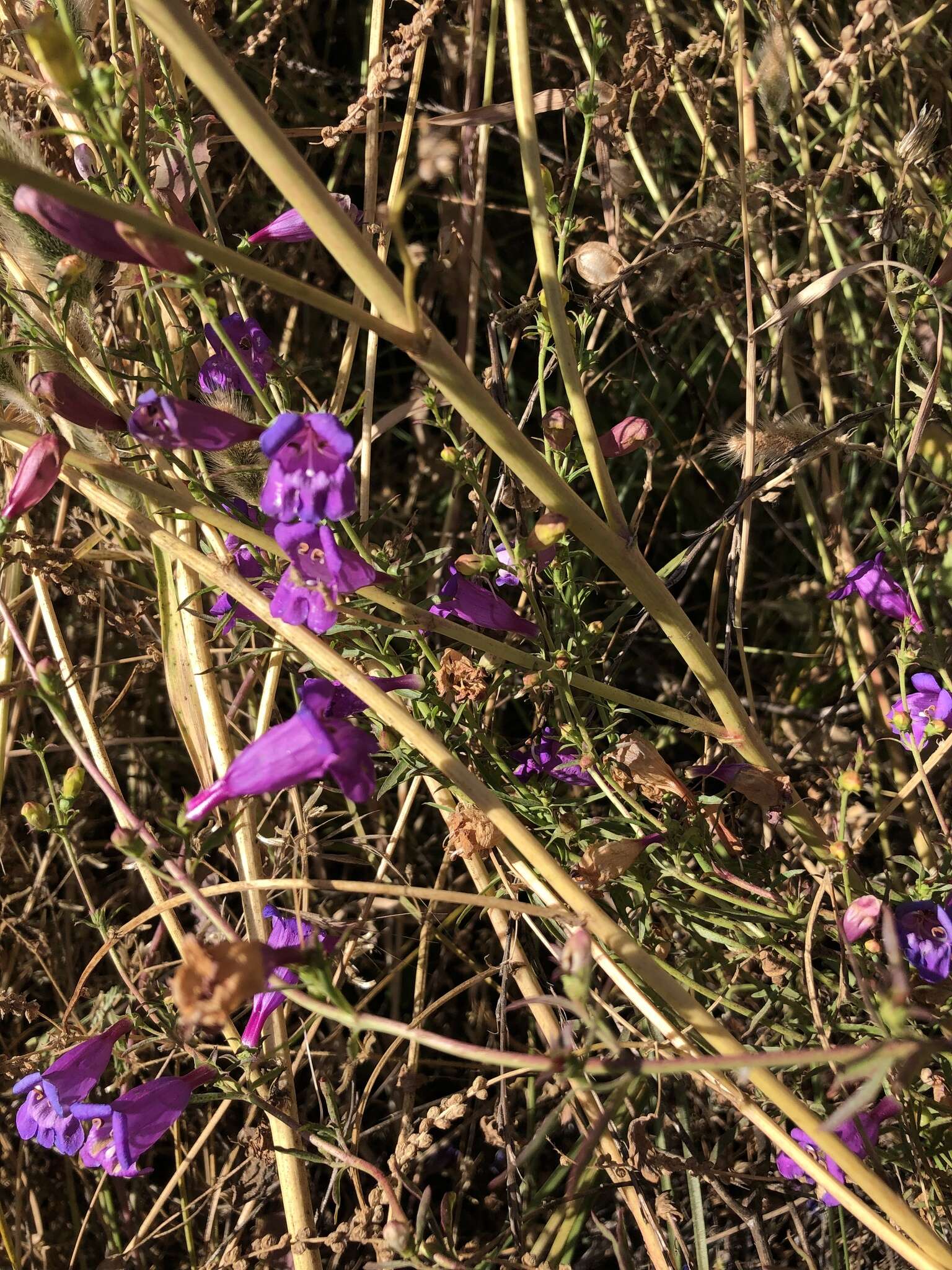 Image of foothill beardtongue