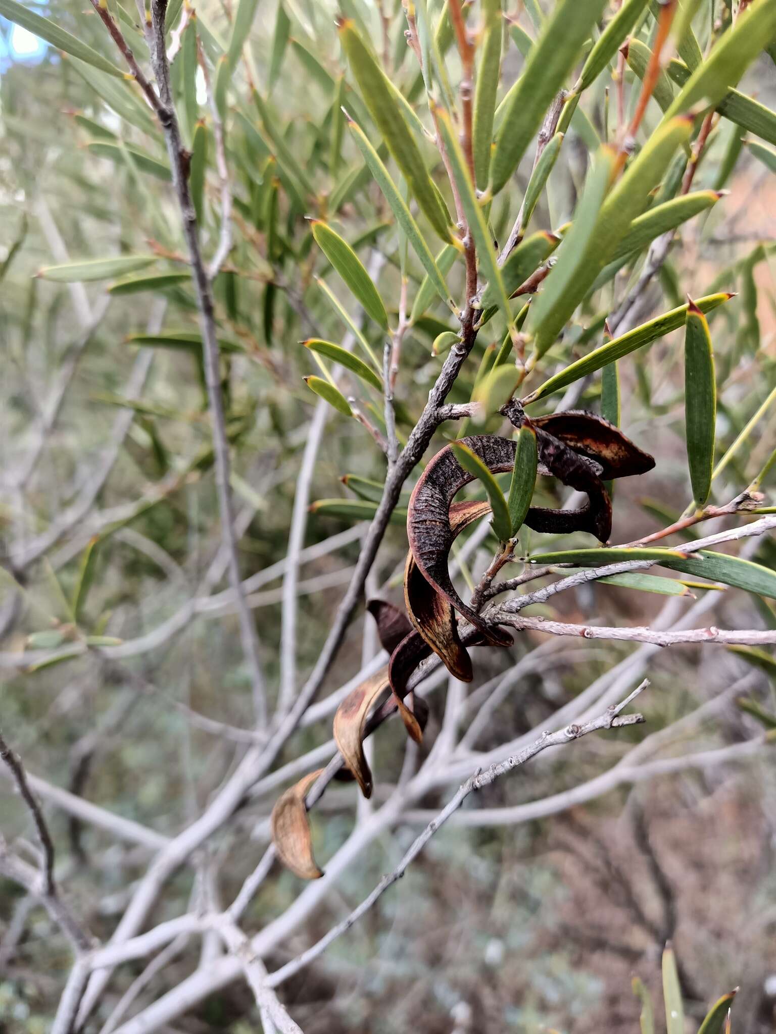 Sivun Acacia oswaldii F. Muell. kuva