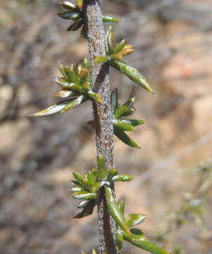 Image of Metalasia densa (Lam.) P. O. Karis