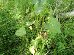 Image of Ligularia thyrsoidea (Ledeb.) DC.