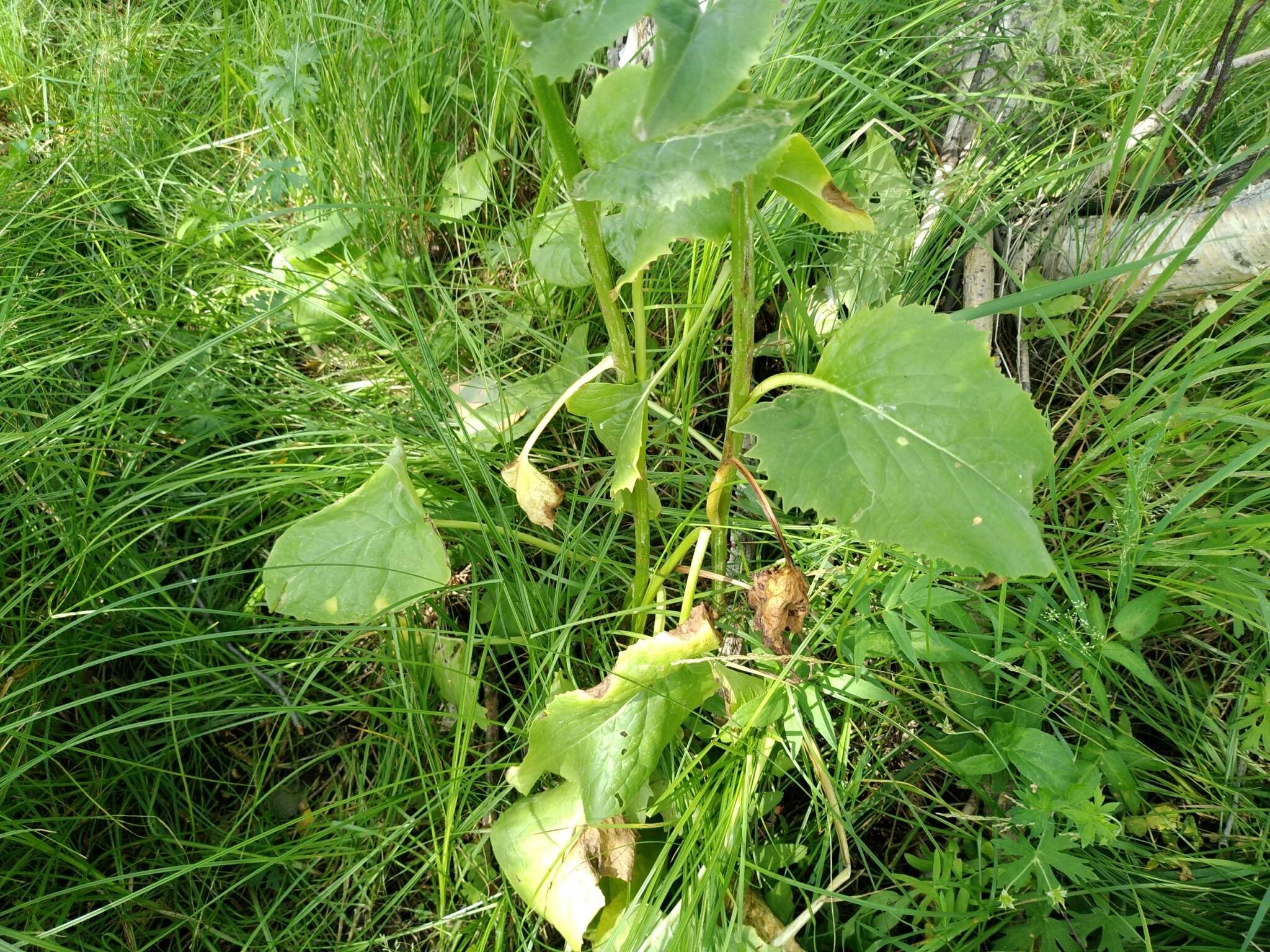 Image de Ligularia thyrsoidea (Ledeb.) DC.