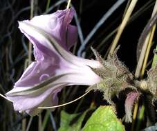 Image of Small Morning Glory