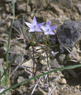 Image of Swertia pseudochinensis Hara