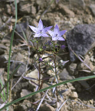 Image of Swertia pseudochinensis Hara