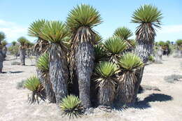 Sivun Yucca carnerosana (Trel.) McKelvey kuva