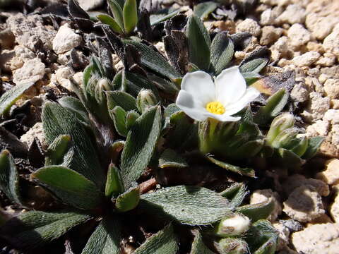 Image of Myosotis colensoi (Kirk) Macbr.