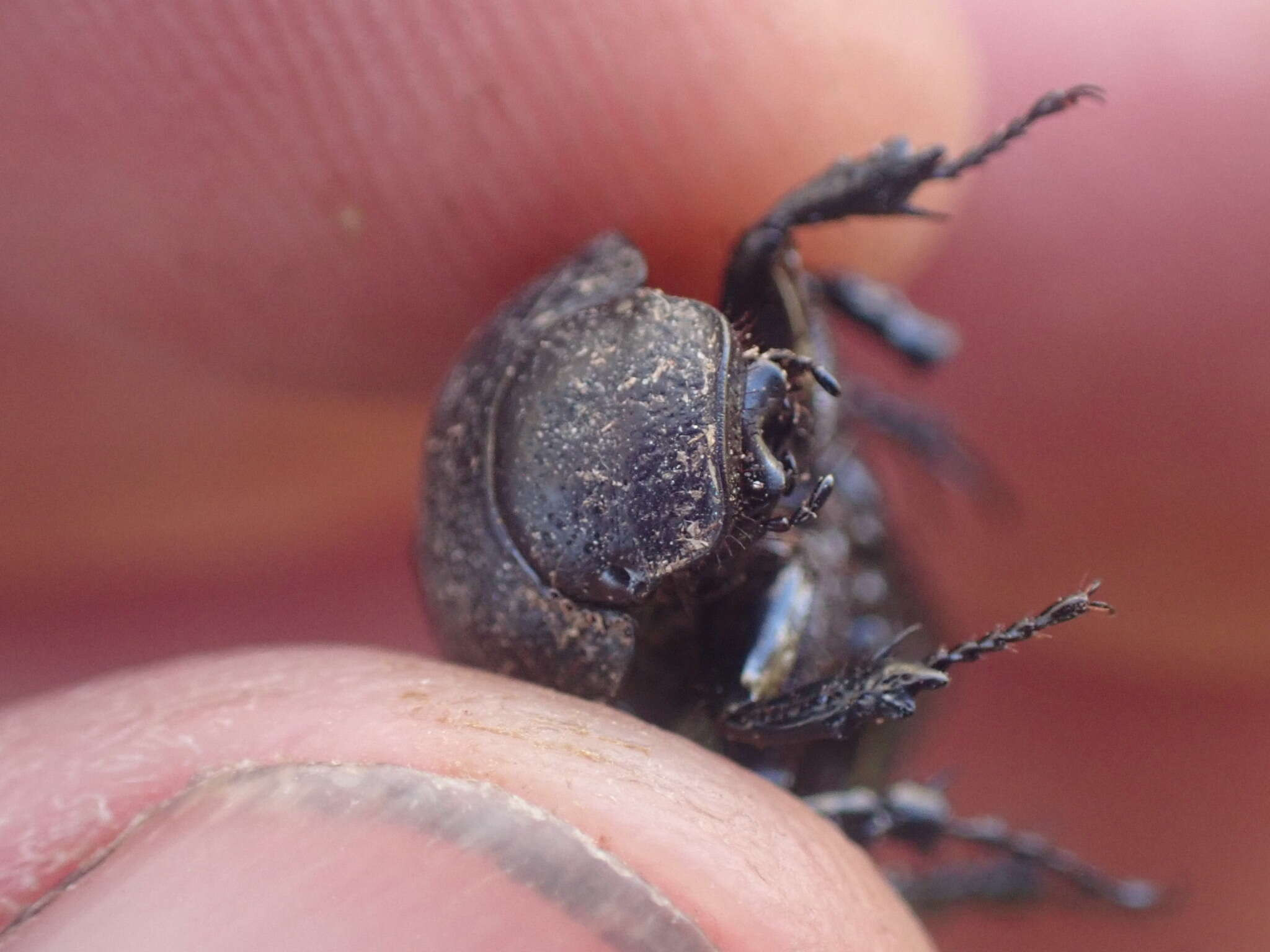 Imagem de Scythrodes squalidus Broun 1886