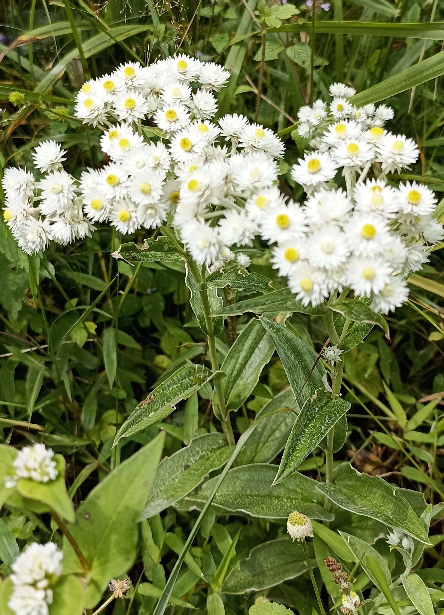 Image of Three-nerved Pearly Everlasting