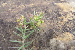 Schizoglossum bidens subsp. bidens的圖片