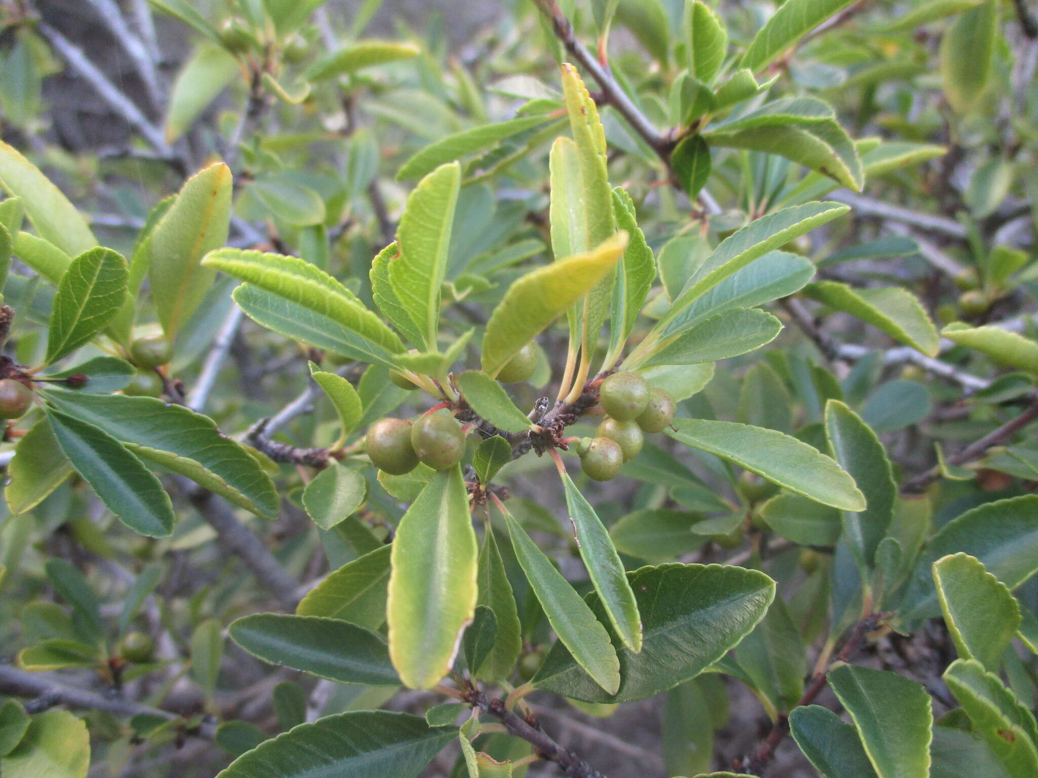 صورة Rhamnus crenulata Ait.