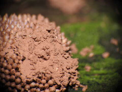 Image of Tubifera ferruginosa subsp. acutissima