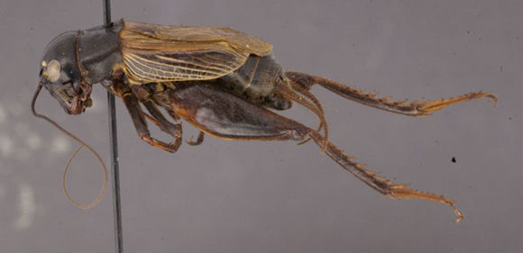 Image of Fall Field Cricket