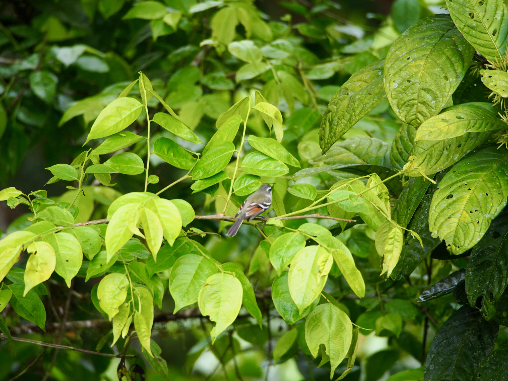 Image of Rufous-winged Tyrannulet