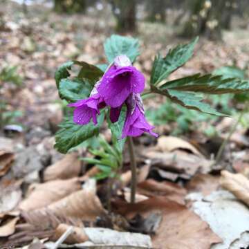 Image of Cardamine glanduligera O. Schwarz