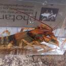 Cambarus speciosus Hobbs 1981 resmi