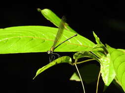 Image of Phaon rasoherinae Fraser 1949