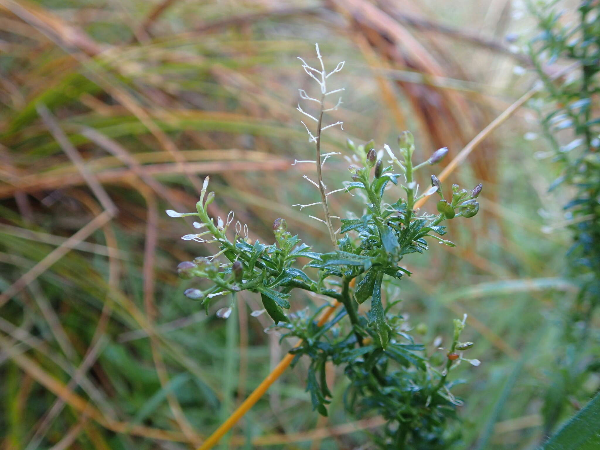 Image de Lepidium desvauxii Thell.