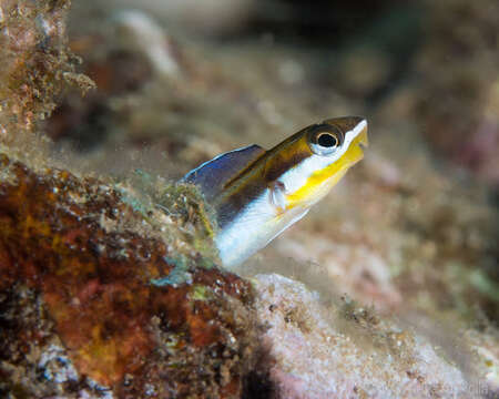 Image of Biting Blenny