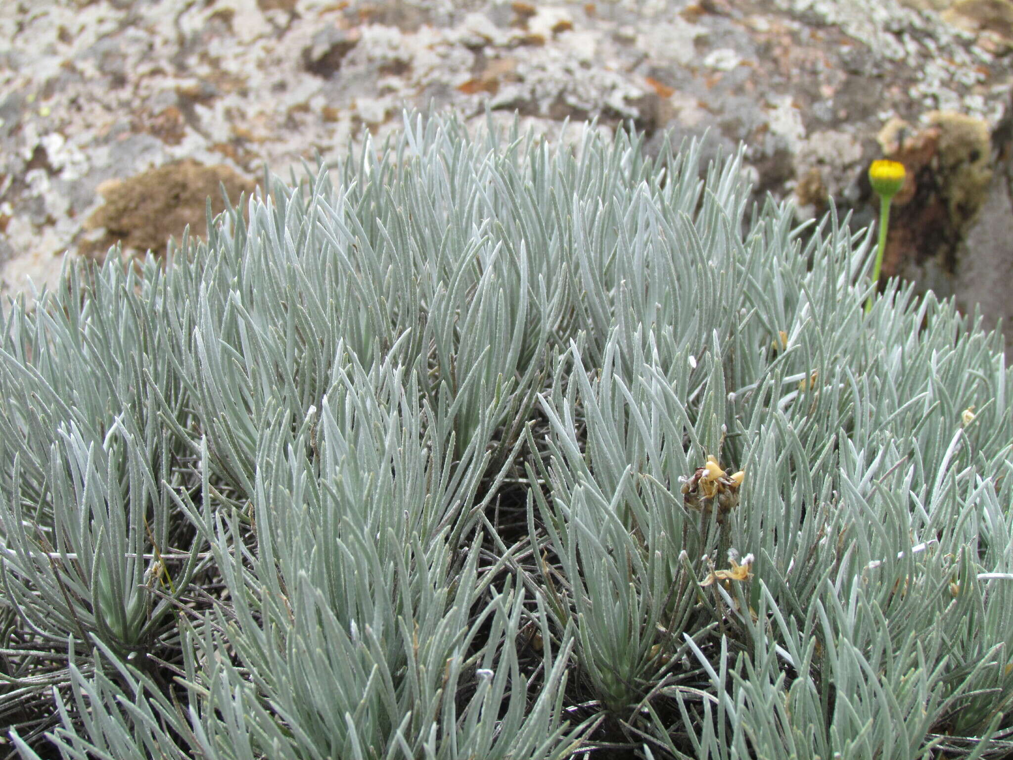 Image of Plantago bismarckii Nederl.