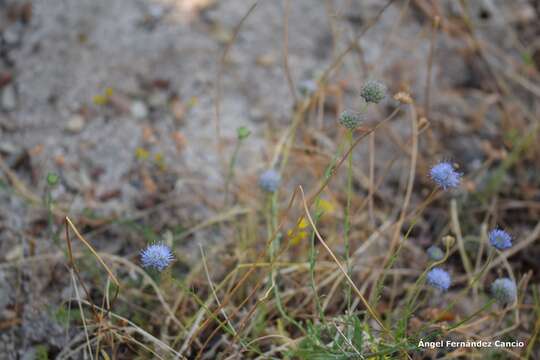 Image de Jasione crispa subsp. sessiliflora (Boiss. & Reut.) Tutin