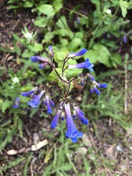 Image of sulphur penstemon