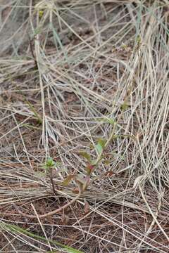 Sivun Senecio matatini subsp. basinudus (Ornduff) Courtney, de Lange & Pelser kuva