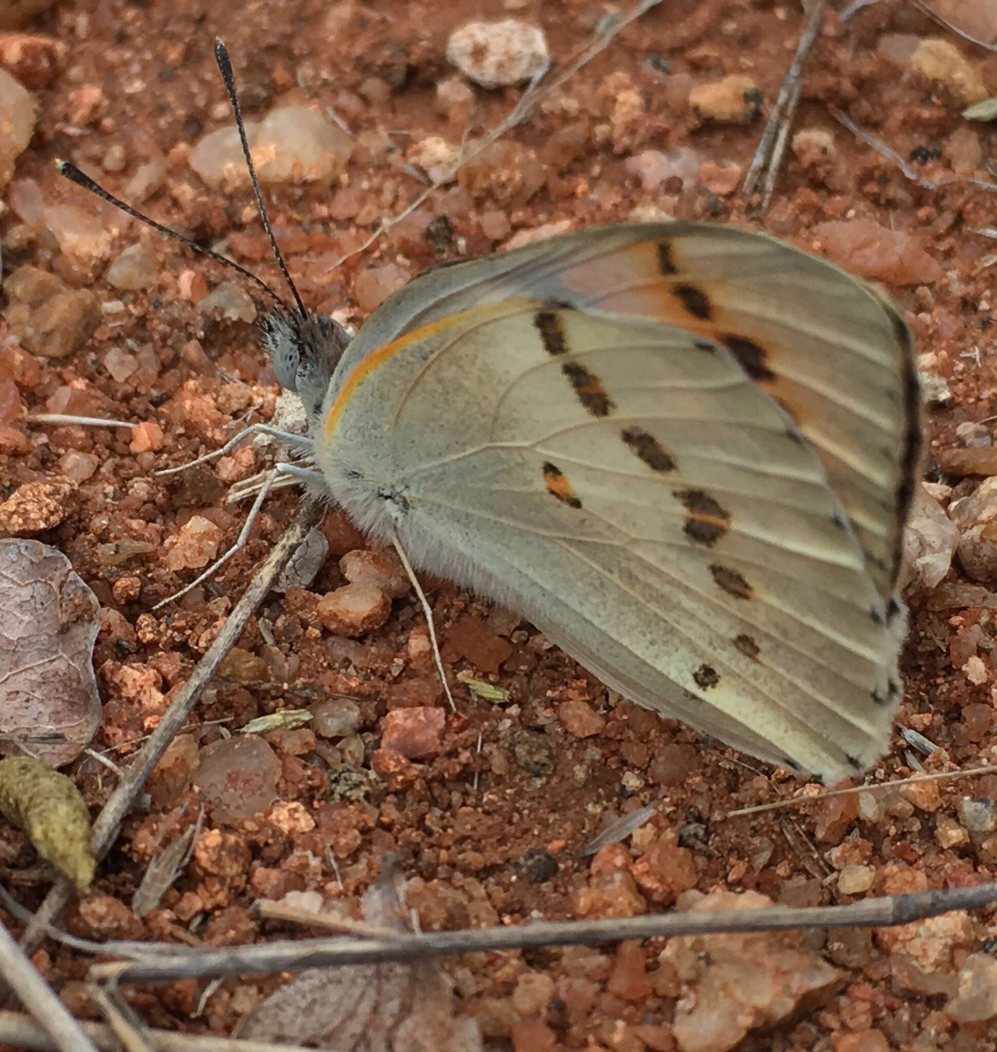 Image of <i>Colotis annae</i>