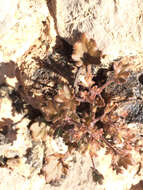 Image of roundleaf phacelia