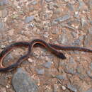 Image of Jensen's Ground Snake