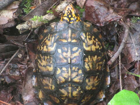 Image of American Box Turtle